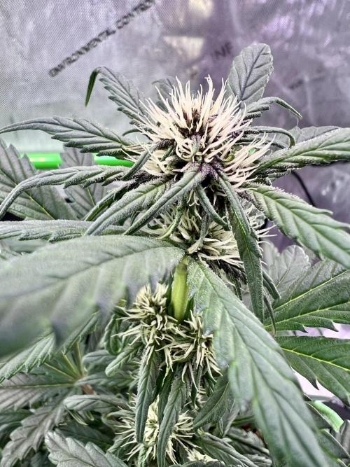 Fastbuds:  Lemon Cherry Cookies Auto. Week 6 - Day 38 end of week 2 flower