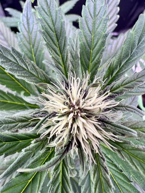 Fastbuds:  Lemon Cherry Cookies Auto. Week 6 - Day 38 end of week 2 flower, starting to turn purple :)
