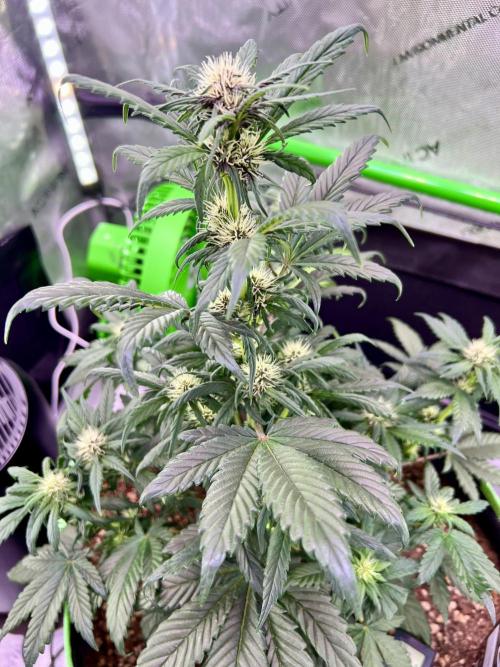 Fastbuds:  Lemon Cherry Cookies Auto. Week 7 - First day of week 3 flower 39 days total