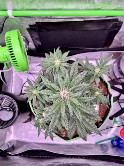 Fastbuds:  Lemon Cherry Cookies Auto. Week 7 - First day of week 3 flower 39 days total