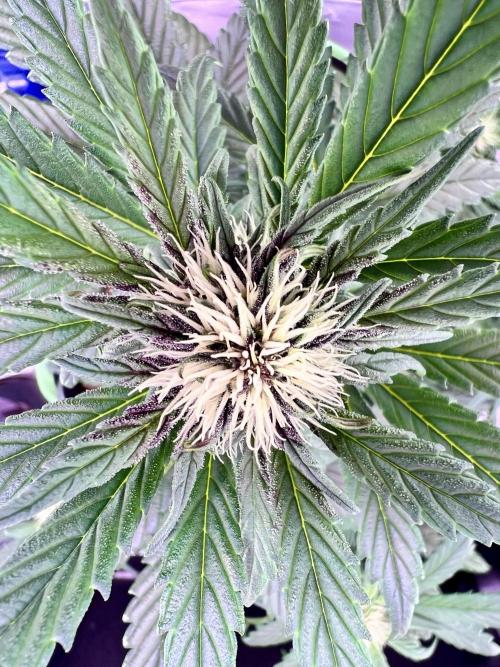 Fastbuds:  Lemon Cherry Cookies Auto. Week 7 - First day of week 3 flower 39 days total