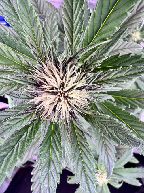 Fastbuds:  Lemon Cherry Cookies Auto. Week 7 - First day of week 3 flower 39 days total
