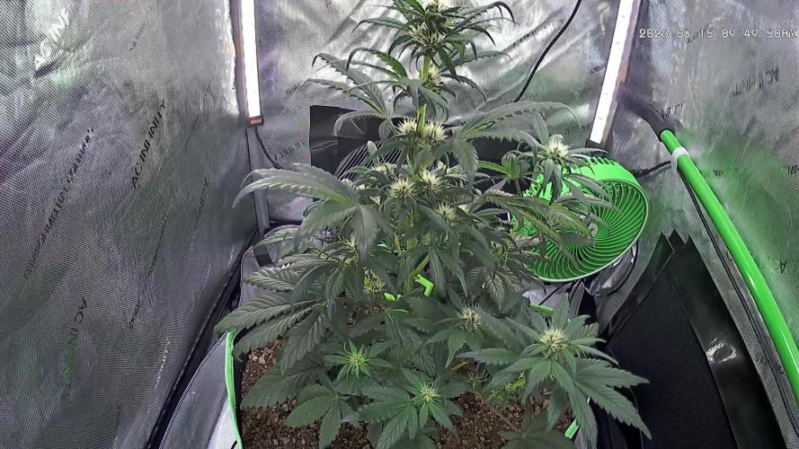 Fastbuds:  Lemon Cherry Cookies Auto. Week 7 - First day of week 3 flower 39 days total