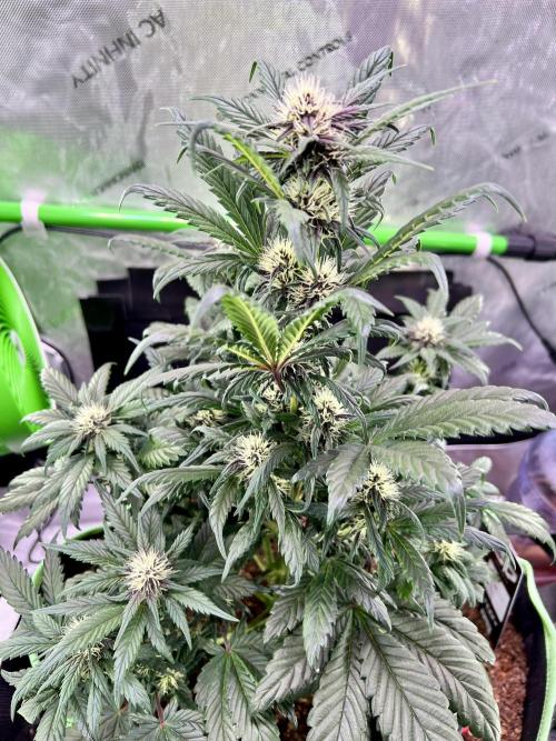 Fastbuds:  Lemon Cherry Cookies Auto. Week 7 - Week 3 Day 42