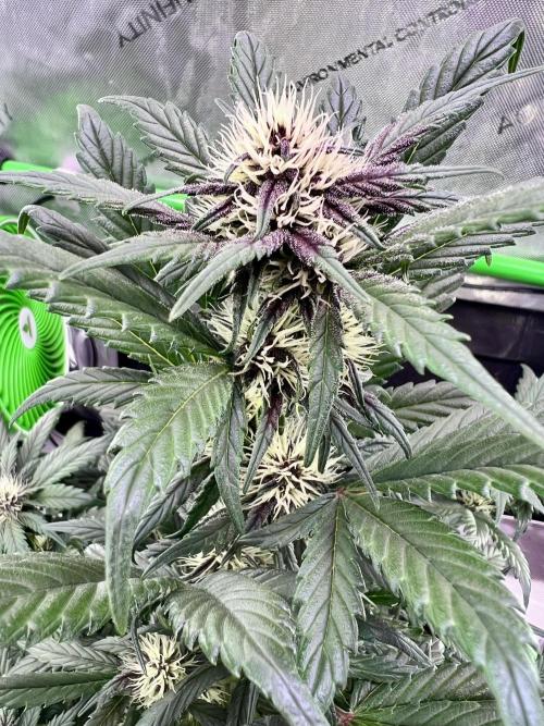 Fastbuds:  Lemon Cherry Cookies Auto. Week 7 - Week 3 Day 42