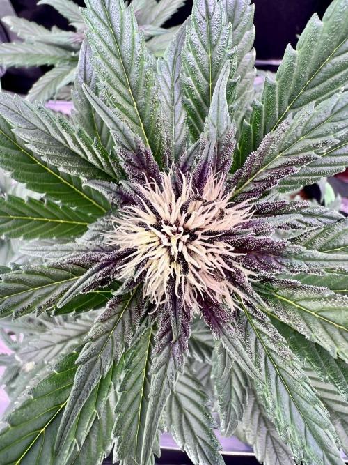Fastbuds:  Lemon Cherry Cookies Auto. Week 7 - Week 3 Day 42