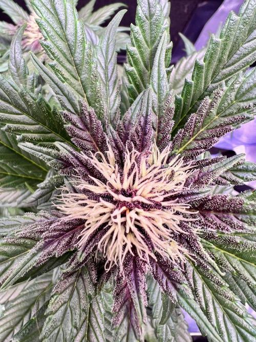 Fastbuds:  Lemon Cherry Cookies Auto. Week 8 - Start of week 4 flower