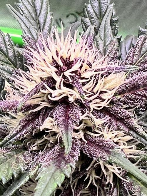 Fastbuds:  Lemon Cherry Cookies Auto. Week 8 - Start of week 4 flower
