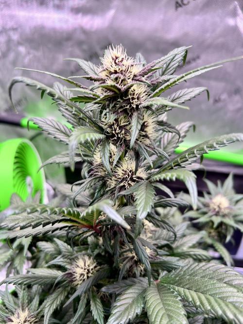 Fastbuds:  Lemon Cherry Cookies Auto. Week 8 - Start of week 4 flower