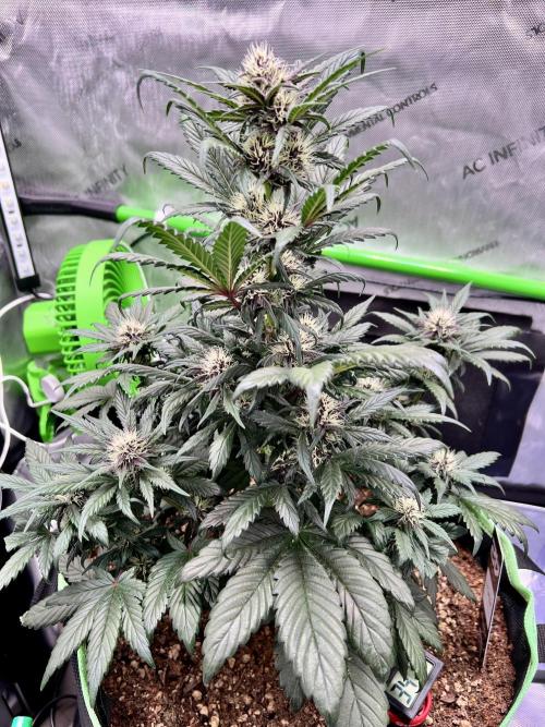 Fastbuds:  Lemon Cherry Cookies Auto. Week 8 - Start of week 4 flower