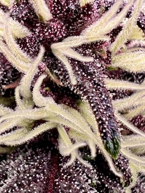 Fastbuds:  Lemon Cherry Cookies Auto. Week 8 - Start of week 4 flower