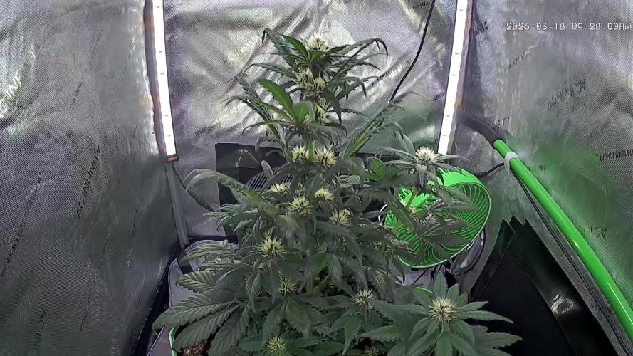 Fastbuds:  Lemon Cherry Cookies Auto