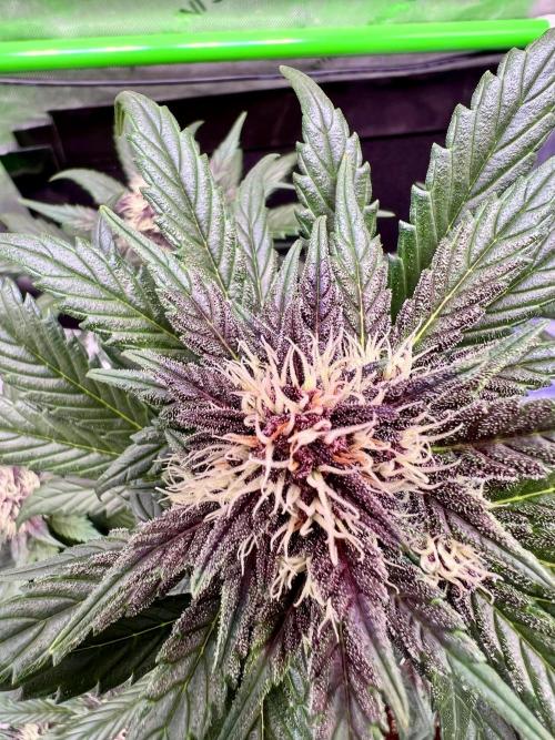 Fastbuds:  Lemon Cherry Cookies Auto. Week 8 - Day 47