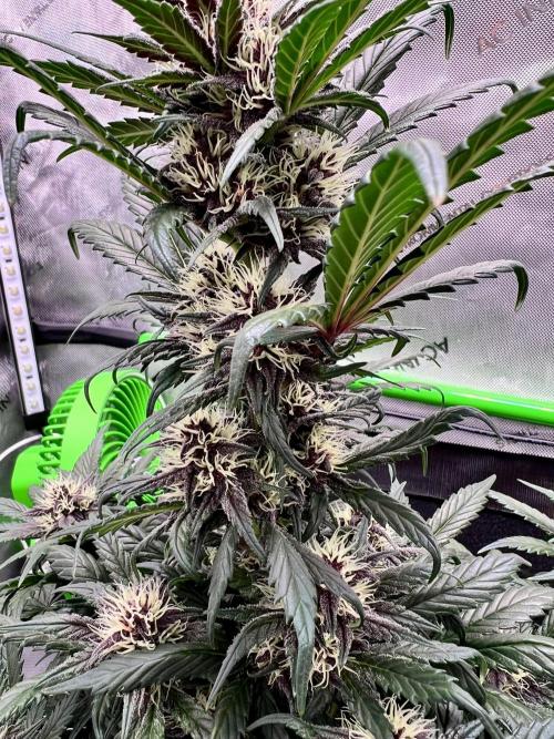 Fastbuds:  Lemon Cherry Cookies Auto. Week 8 - Day 47