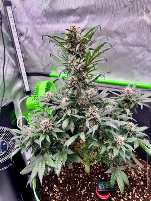 Fastbuds:  Lemon Cherry Cookies Auto. Week 8 - Day 47 Starting to bulk up nicely.