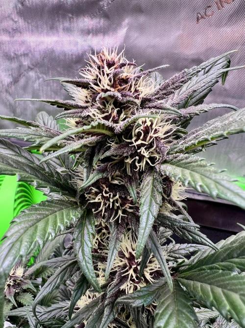 Fastbuds:  Lemon Cherry Cookies Auto. Week 8 - Day 47