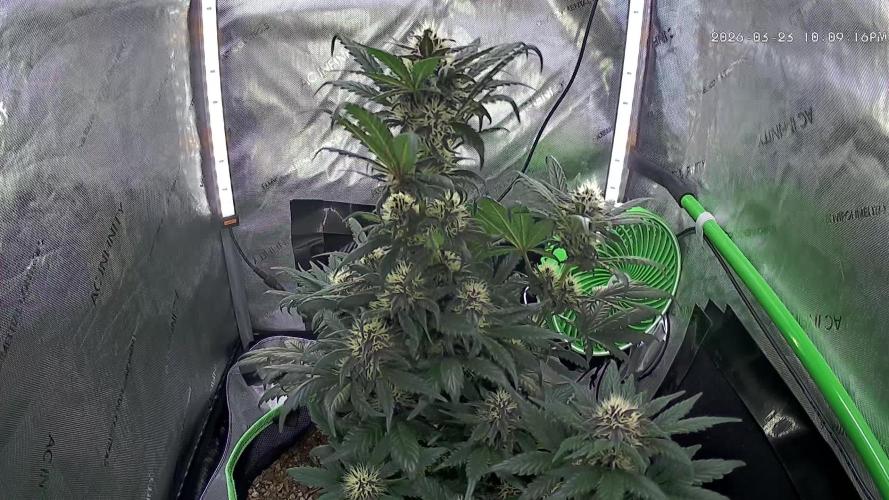 Fastbuds:  Lemon Cherry Cookies Auto