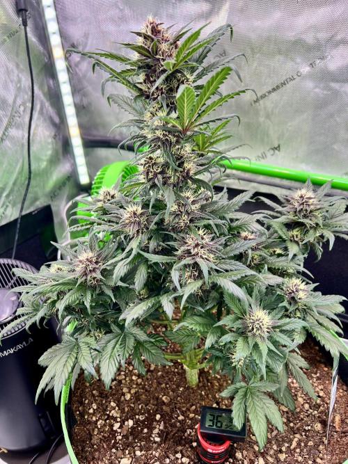 Fastbuds:  Lemon Cherry Cookies Auto. Week 8 - Day 50
