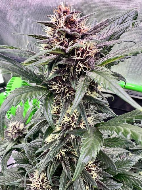 Fastbuds:  Lemon Cherry Cookies Auto. Week 8 - Day 50