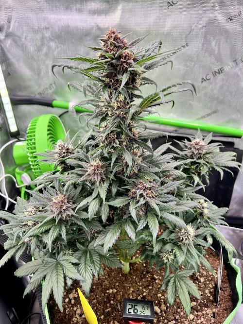 Fastbuds:  Lemon Cherry Cookies Auto. Week 8 - End of week 4