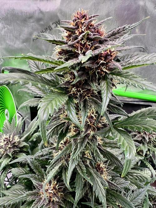Fastbuds:  Lemon Cherry Cookies Auto. Week 8 - End of week 4