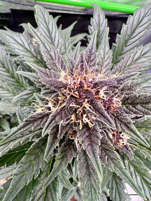 Fastbuds:  Lemon Cherry Cookies Auto. Week 8 - End of week 4