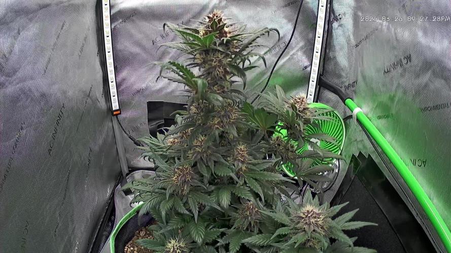 Fastbuds:  Lemon Cherry Cookies Auto