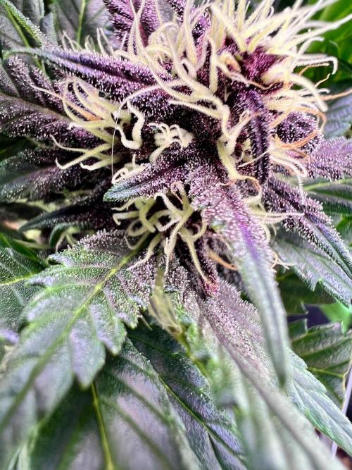 Fastbuds:  Lemon Cherry Cookies Auto. Week 9 - Beginning week 5 flower