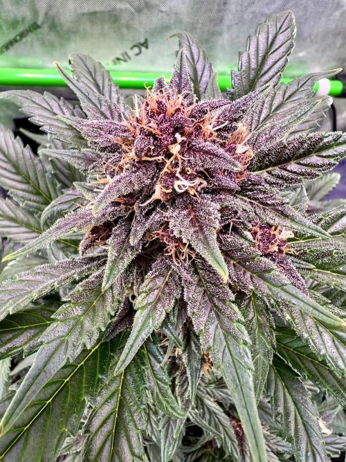 Fastbuds:  Lemon Cherry Cookies Auto. Week 9 - Beginning week 5 flower