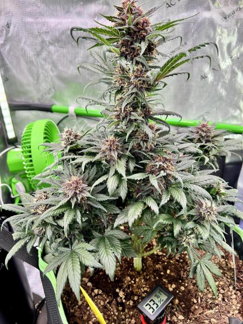 Fastbuds:  Lemon Cherry Cookies Auto. Week 9 - Beginning week 5 flower