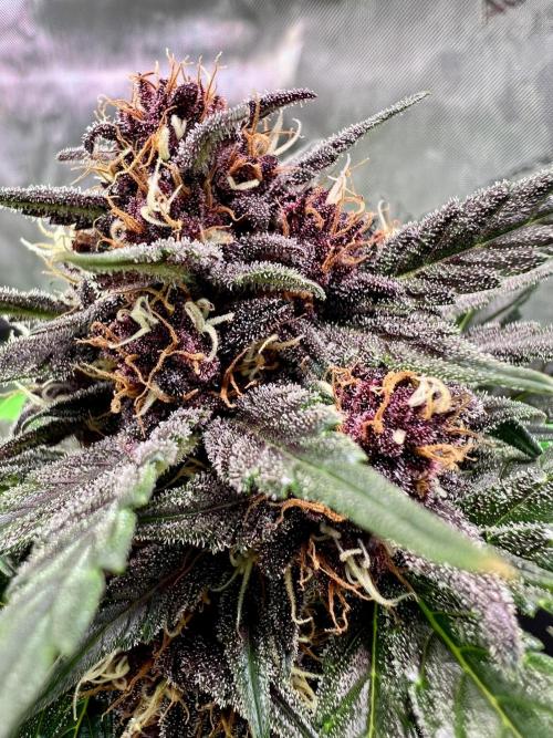 Fastbuds:  Lemon Cherry Cookies Auto. Week 9 - Beginning week 5 flower