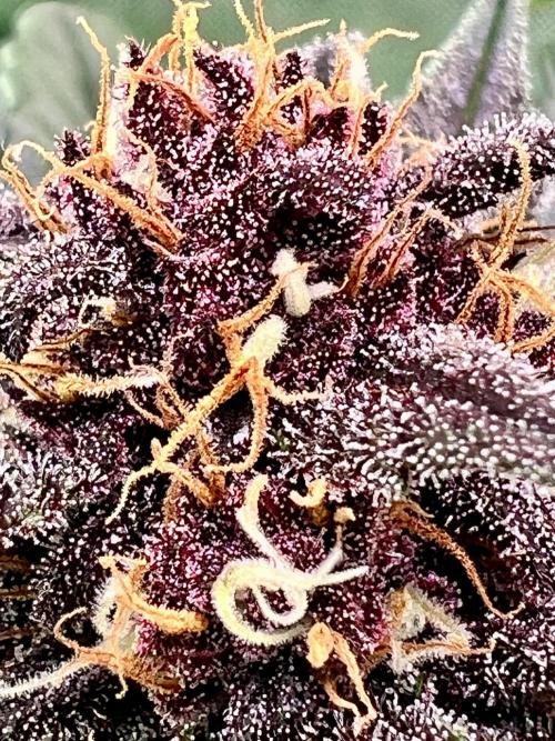 Fastbuds:  Lemon Cherry Cookies Auto. Week 9 - End of week 5 flower