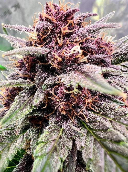 Fastbuds:  Lemon Cherry Cookies Auto. Week 9 - End of week 5 flower