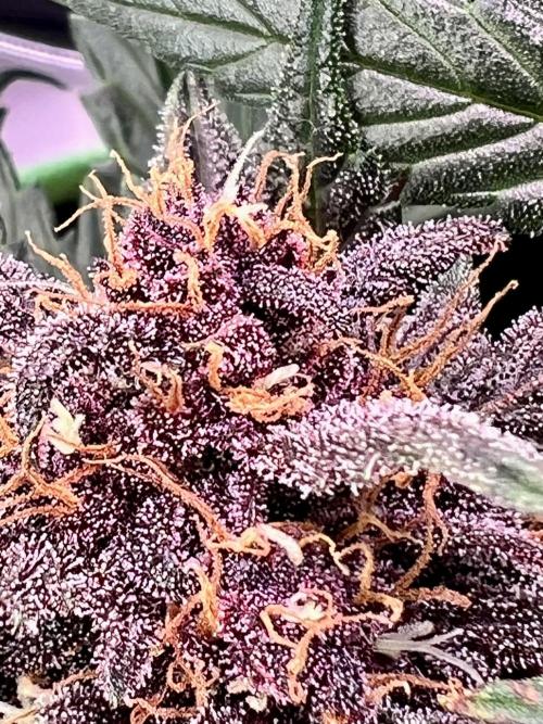 Fastbuds:  Lemon Cherry Cookies Auto. Week 9 - End of week 5 flower 