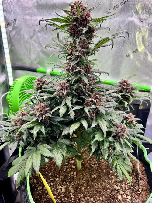 Fastbuds:  Lemon Cherry Cookies Auto. Week 9 - End of week 5 flower