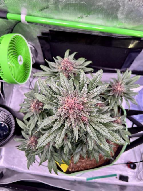 Fastbuds:  Lemon Cherry Cookies Auto. Week 9 - End of week 5 flower 