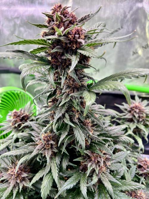 Fastbuds:  Lemon Cherry Cookies Auto. Week 9 - End of week 5 flower 