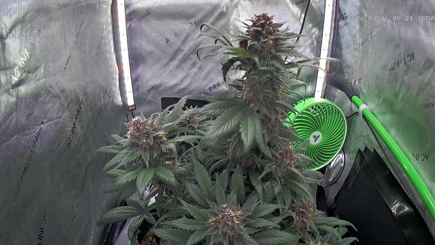 Fastbuds:  Lemon Cherry Cookies Auto