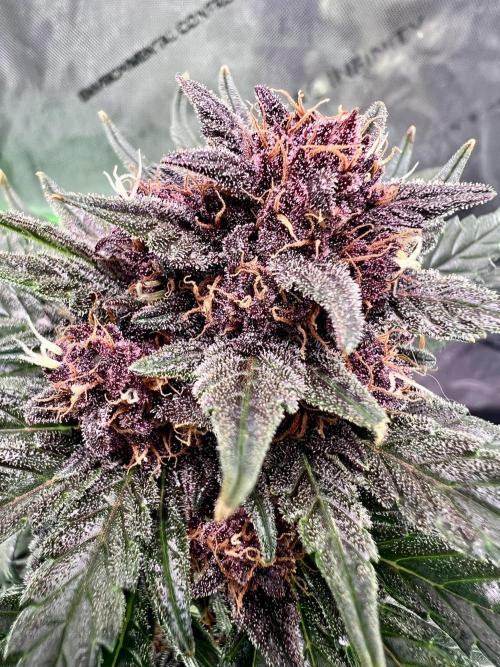 Fastbuds:  Lemon Cherry Cookies Auto. Week 10 - Beginning of week 6 flower, day 59 from seedling