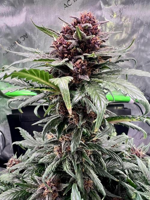 Fastbuds:  Lemon Cherry Cookies Auto. Week 10 - Beginning of week 6 flower, day 59 from seedling
