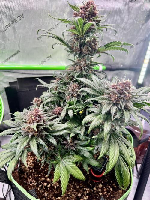 Fastbuds:  Lemon Cherry Cookies Auto. Week 10 - Beginning of week 6 flower, day 59 from seedling