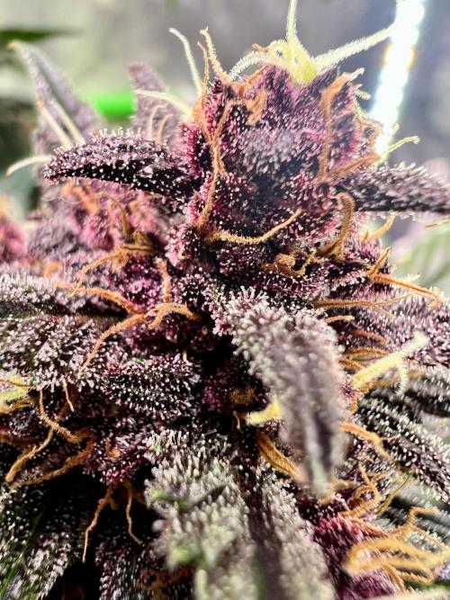 Fastbuds:  Lemon Cherry Cookies Auto. Week 10 - Beginning of week 6 flower, day 59 from seedling