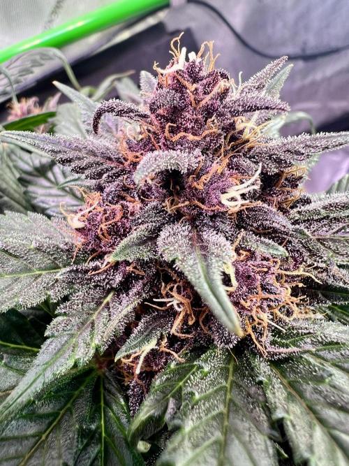 Fastbuds:  Lemon Cherry Cookies Auto. Week 10 - Beginning of week 6 flower, day 59 from seedling