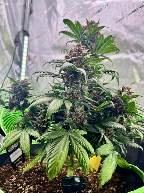 Fastbuds:  Lemon Cherry Cookies Auto. Week 10 - Beginning of week 6 flower, day 59 from seedling