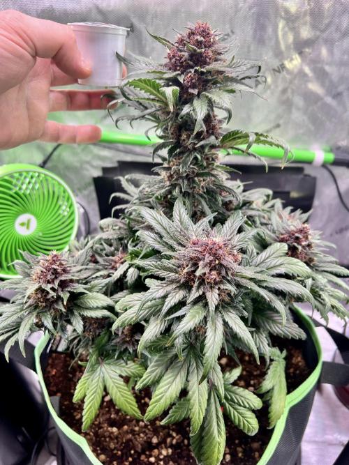 Fastbuds:  Lemon Cherry Cookies Auto. Week 10 - Beginning of week 6 flower.  Used a K-Cup for scale lol