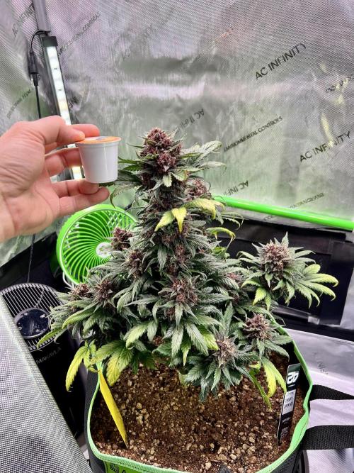 Fastbuds:  Lemon Cherry Cookies Auto. Week 10 - Day 62