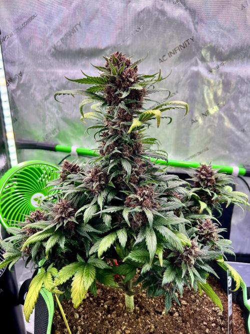 Fastbuds:  Lemon Cherry Cookies Auto. Week 10 - Day 62