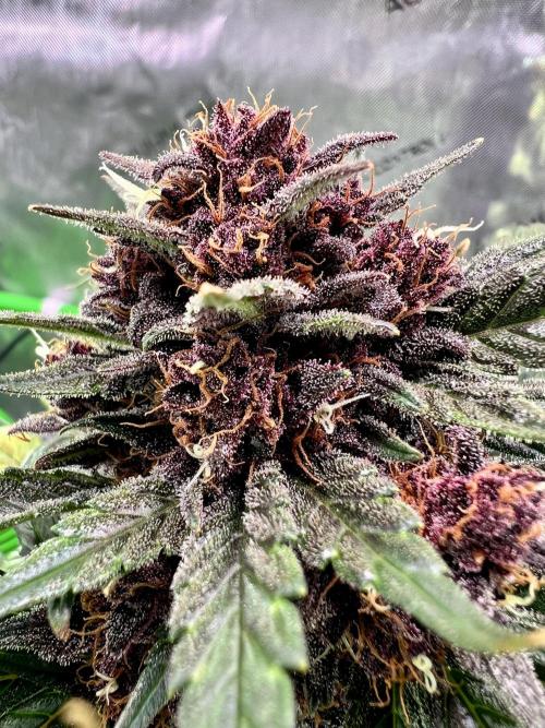 Fastbuds:  Lemon Cherry Cookies Auto. Week 10 - Day 62