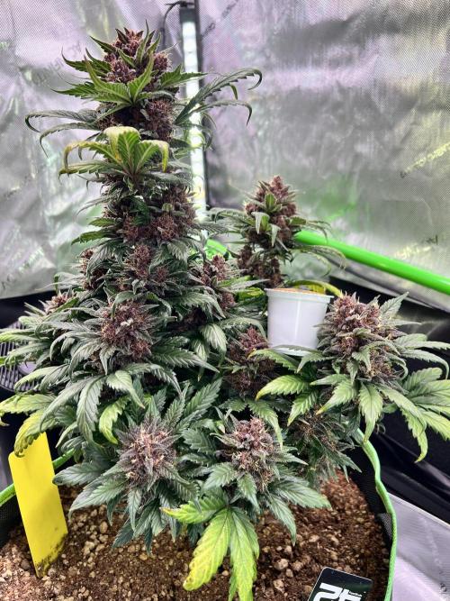Fastbuds:  Lemon Cherry Cookies Auto. Week 10 - Day 62