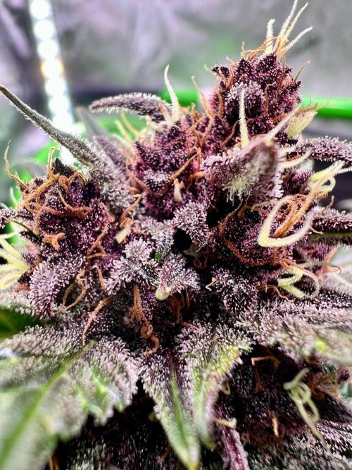 Fastbuds:  Lemon Cherry Cookies Auto. Week 10 - End of week 6 flower, Day 66